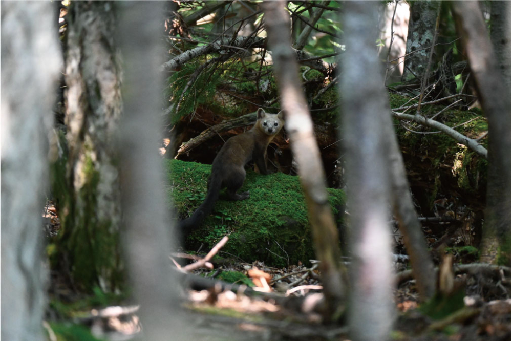 知床五湖の地上遊歩道で出会ったエゾクロテン