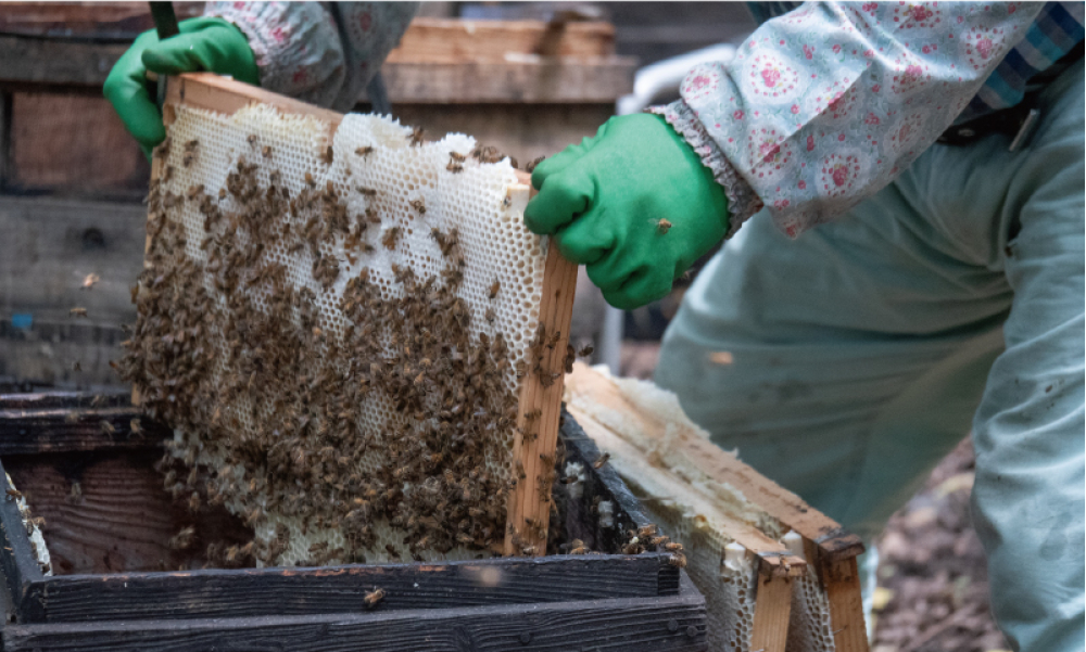 巣箱の中から「巣板」を引き上げると、びっしり蜜蜂がいる。バサバサっと蜂たちを振り落とす。