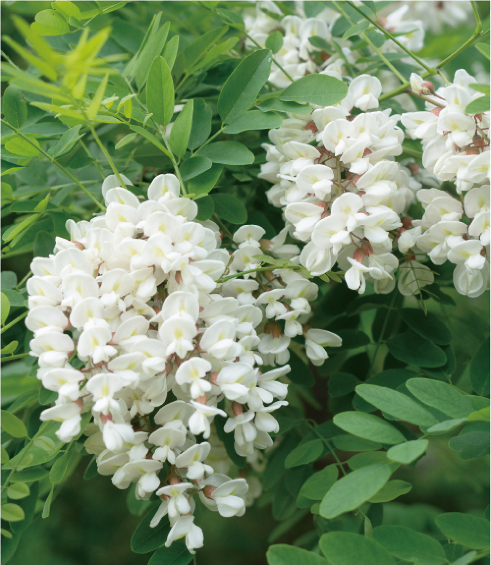 ニセアカシアの花。「アカシア蜂蜜」の蜜源。