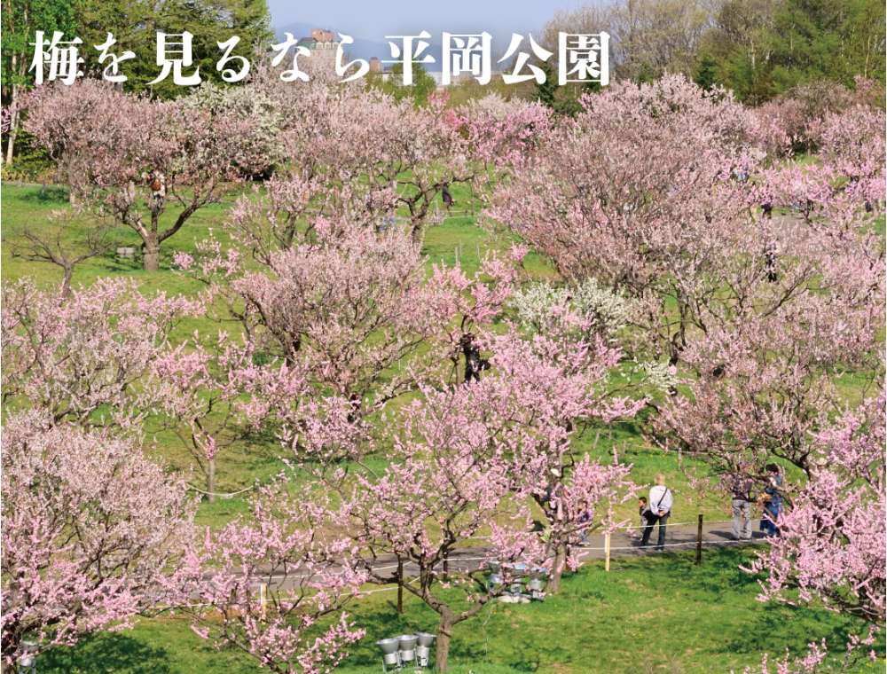 満開となった梅林