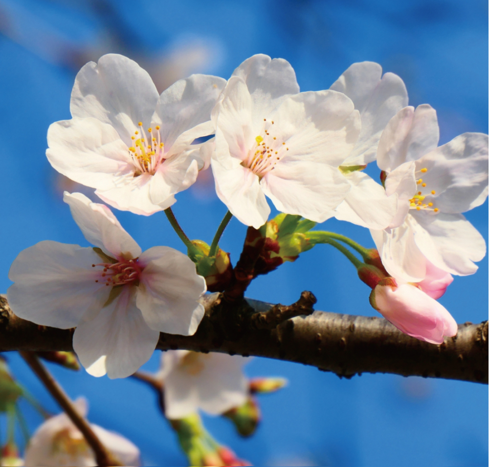 桜(サクラ