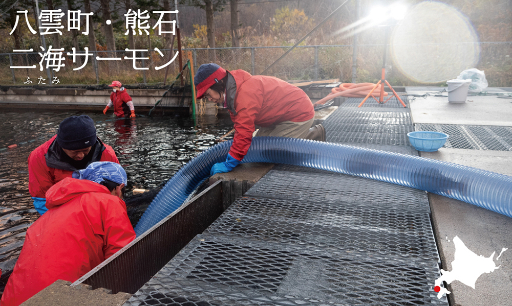 陸上にある孵化場で育てた稚魚を海に移すため、 ポンプで魚を吸い上げてタンクに移す様子
